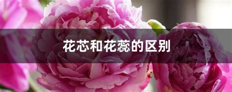 花芯 意思|花芯和花蕊的区别